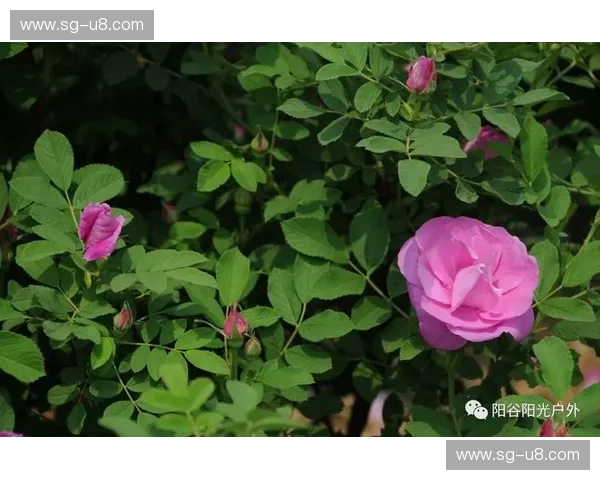 科罗拉多峻岭上的雄狮与波特兰玫瑰园的芬芳：一场关于生活方式的对话